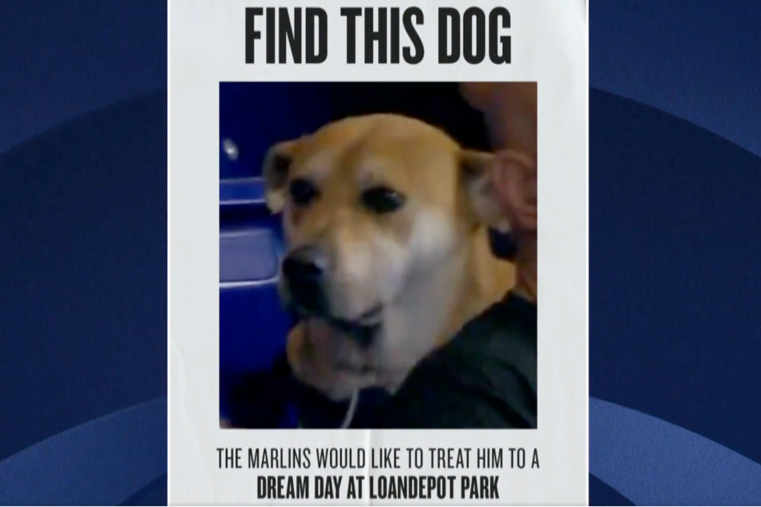 Marlins Mystery Dog Found 🥹