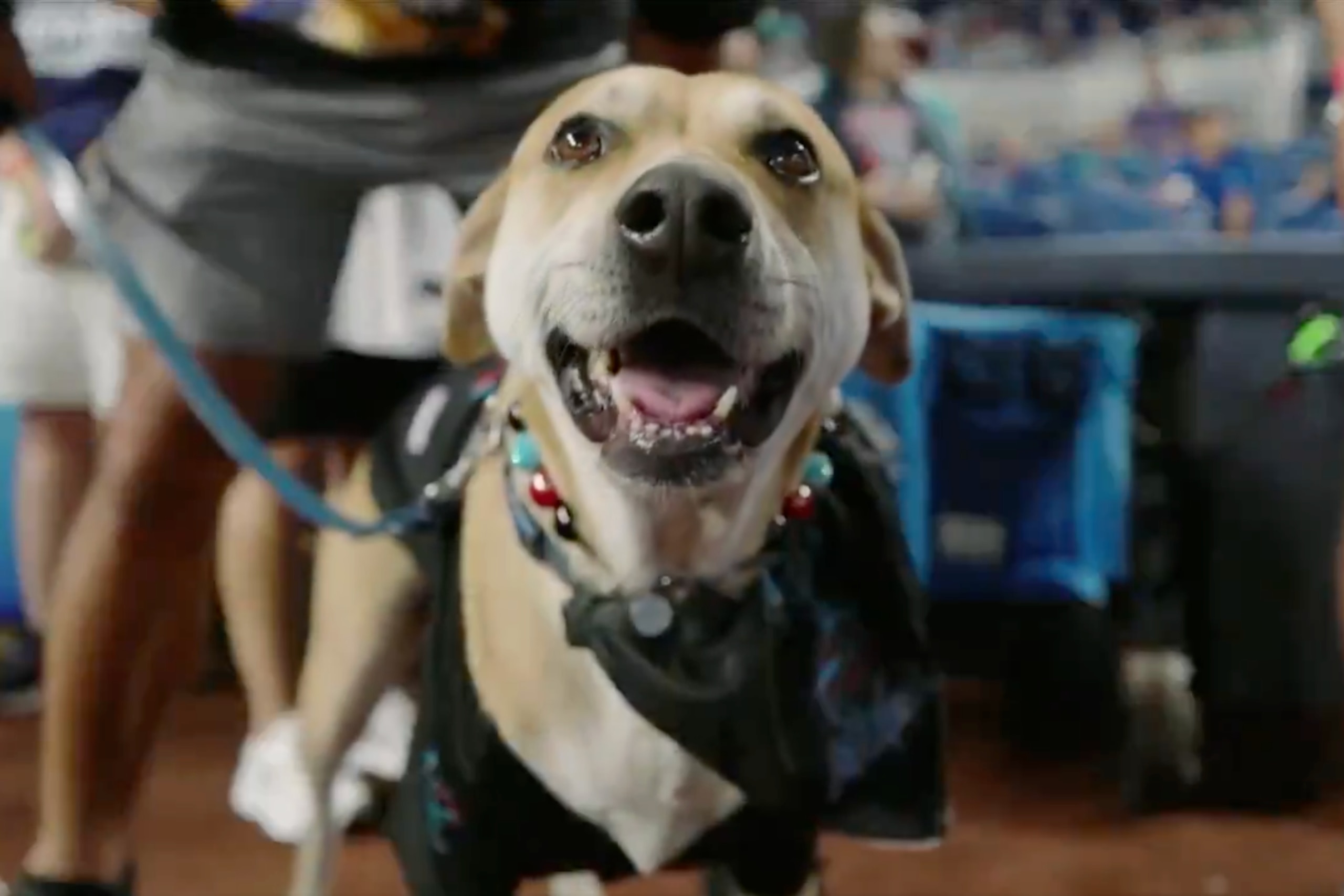 Marlins Dog Gets Dream Day 🥹